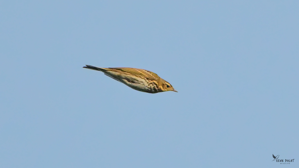 Olive-backed Pipit